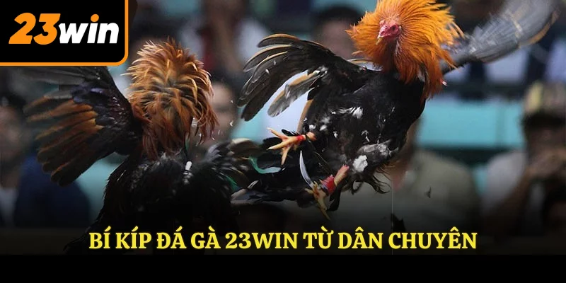 Bí kíp đá gà 23win từ dân chuyên Bí kíp đá gà 23win từ dân chuyên