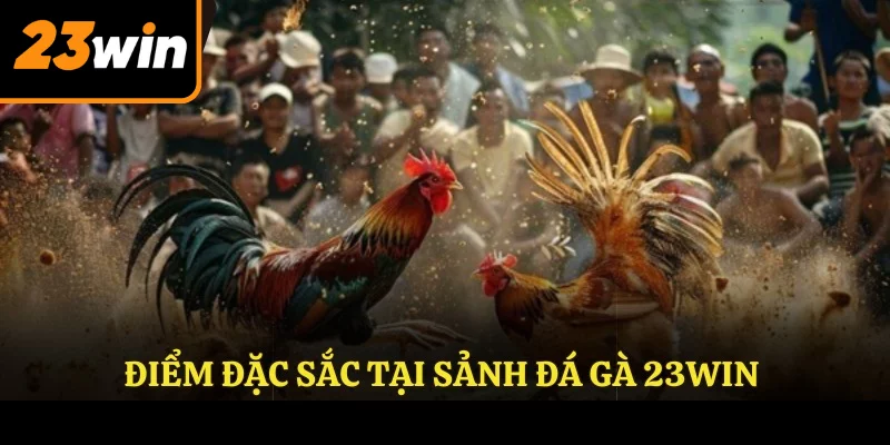 Điểm đặc sắc tại sảnh đá gà 23win Điểm đặc sắc tại sảnh đá gà 23win